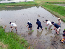 田植え