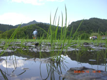 田植え