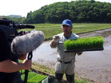 田植え3