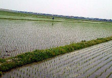田植えの終わった田園