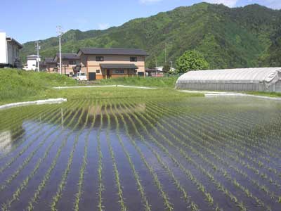 nanawarai2